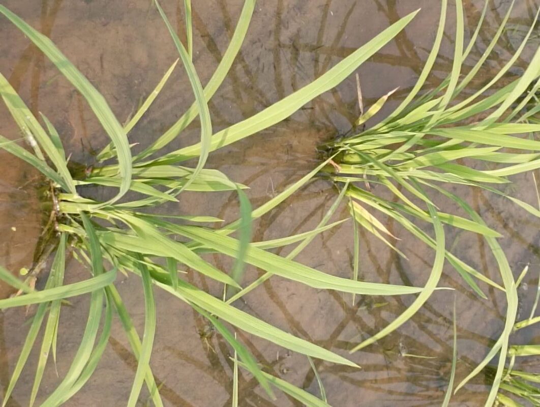 How to care dead heart disease of rice