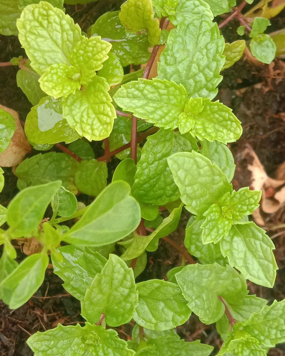 How to use orange mint