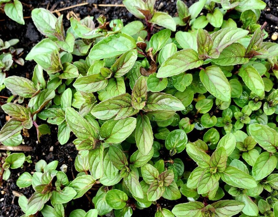how to grow and care of chocolate mint