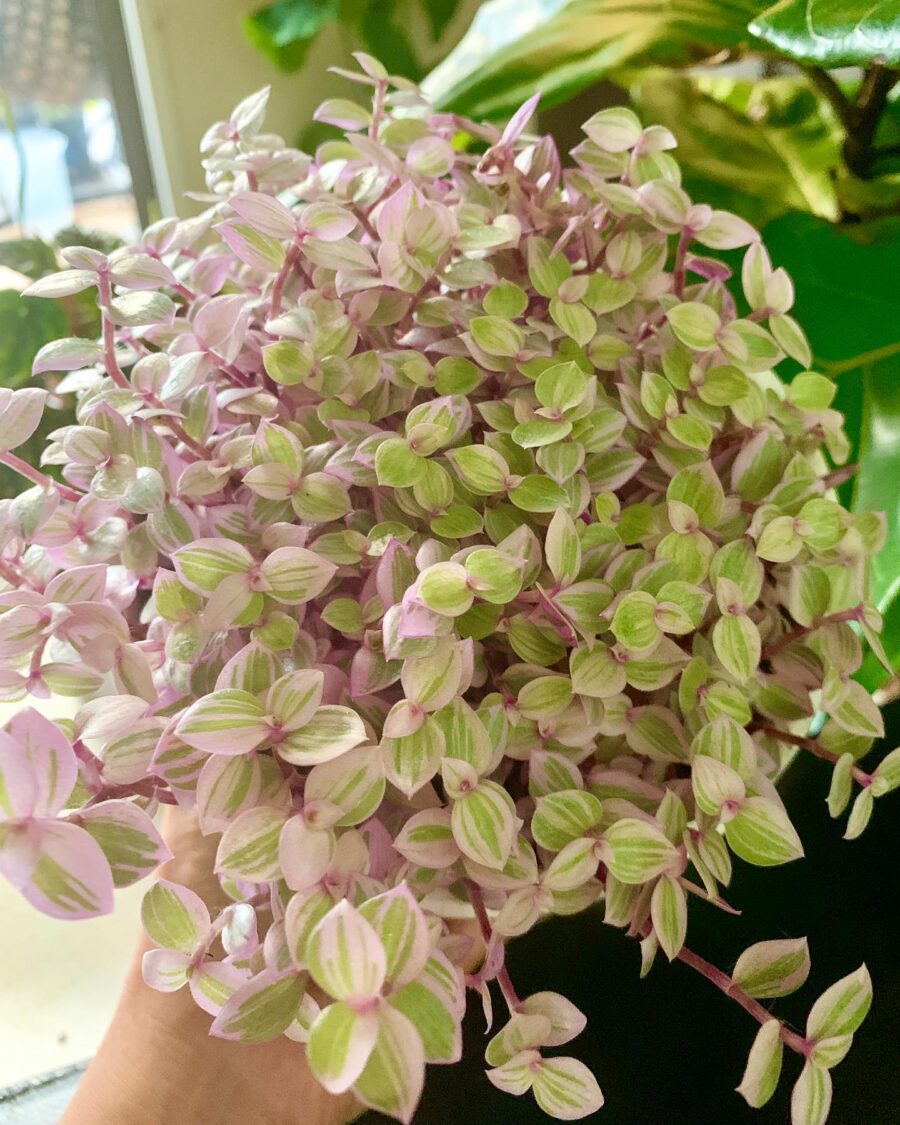 How to care of pink panther plant