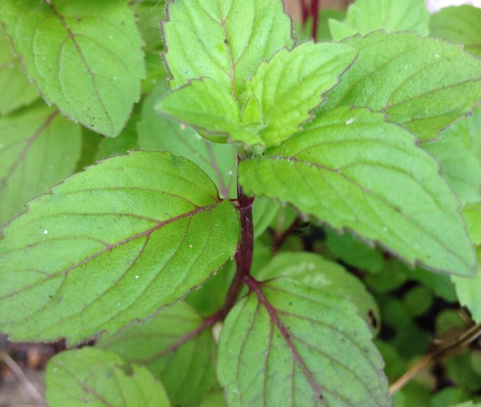 How to care of peppermint