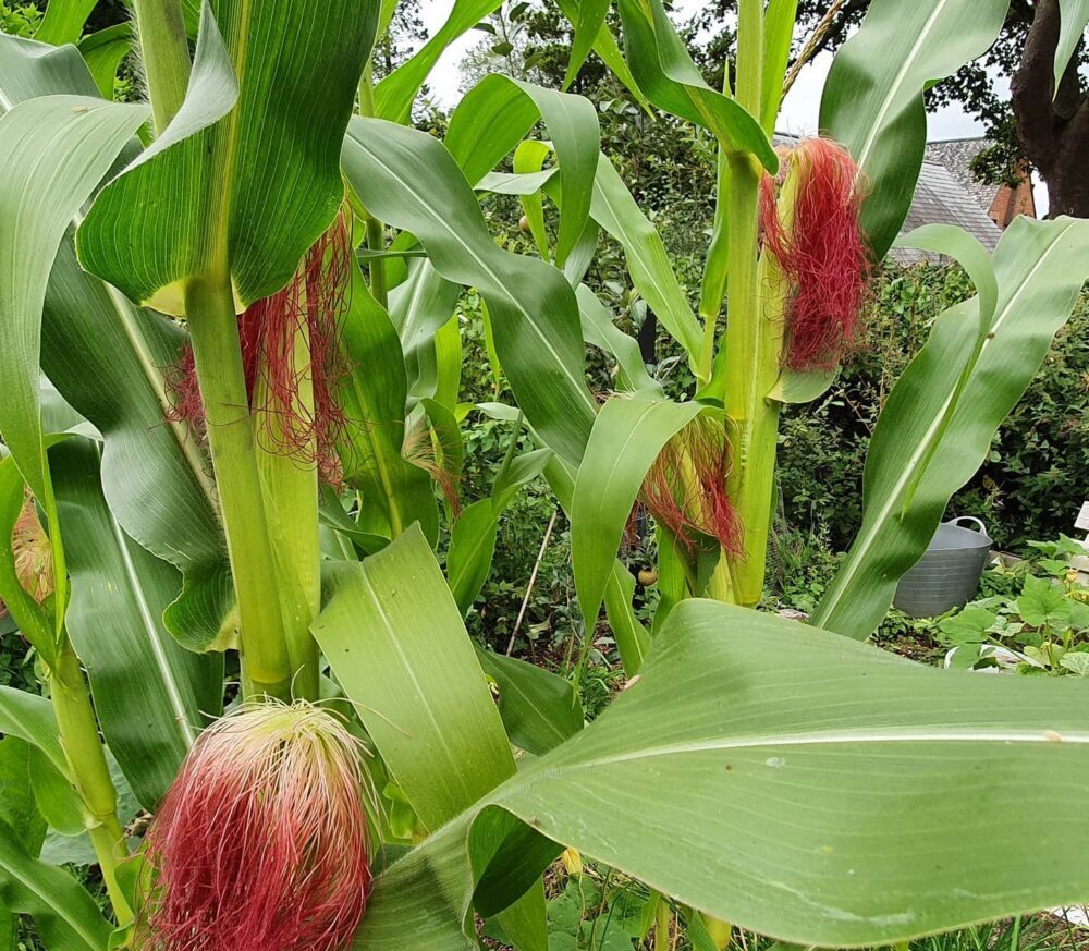 sweet corn benefits